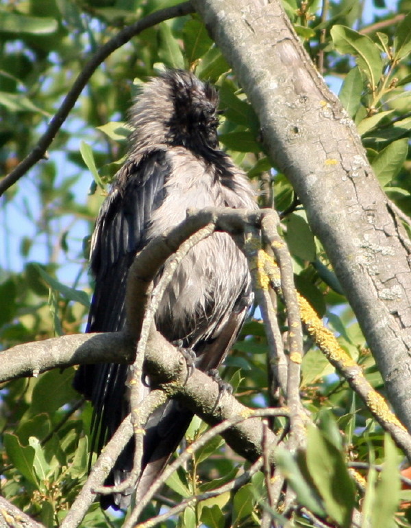 Uccelli arruffati